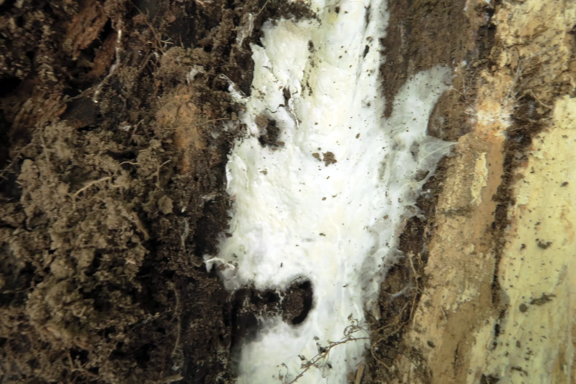 Tretomyces lutescens - 1 - IMG_4330